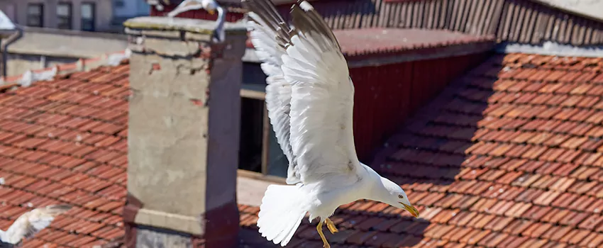 Residential Chimney Animal Removal Solution in Sartell, MN