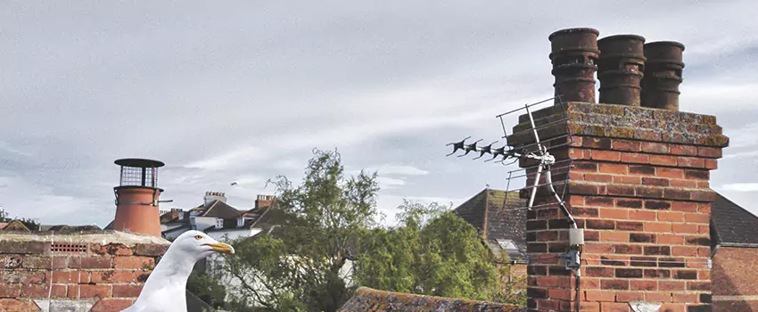 Chimney Cleaning And Restoration in Sartell, Minnesota
